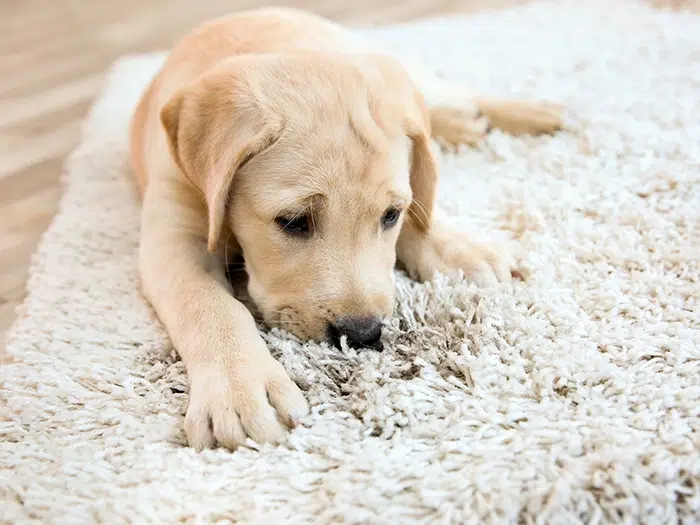 Clean Carpet