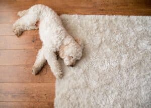 Wool Rug Cleaning