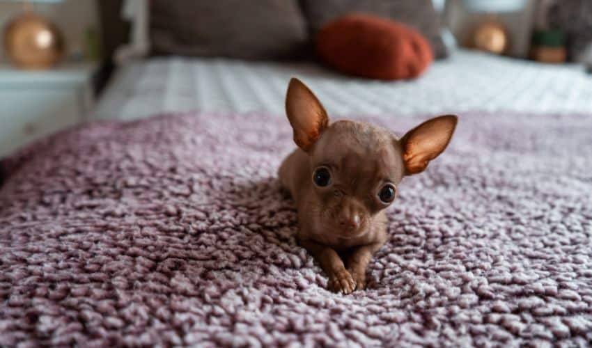 Puppy on a rug