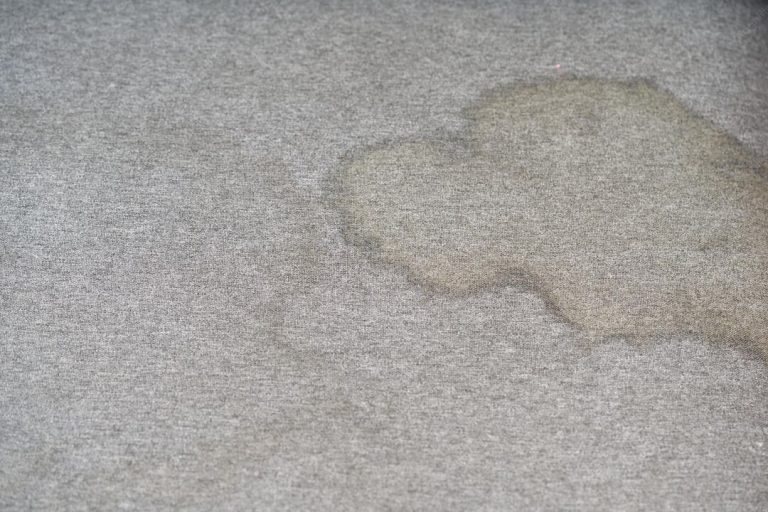NY Steam Blog posts collection 1 carpet wet spot